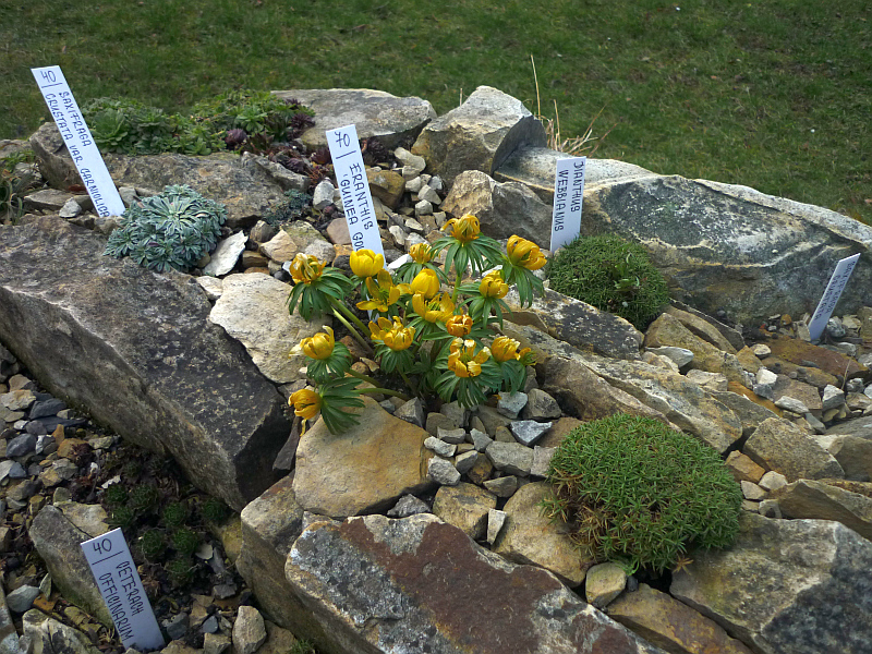 Jarní výstava skalniček: Žlutě kvetoucí pryskyřník (Eranthis) Foto: e-Newspeak