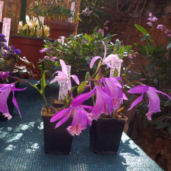 Skalničky_venkovní orchideje