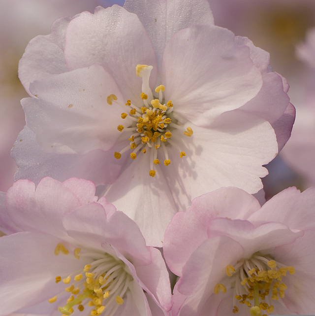 Květy sakury Foto: © 2015 Národní galerie v Praze, oficiální zdroj