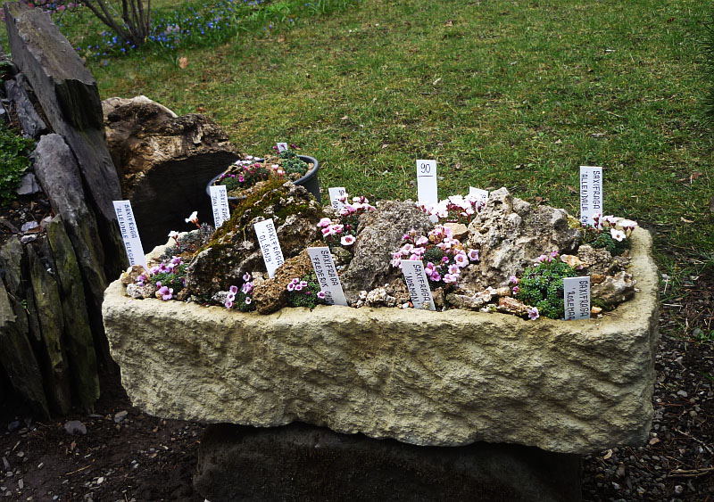 Májová výstava skalniček U Fausta: Korýtko osázené skalničkami Foto: ©Zuzana Ottová