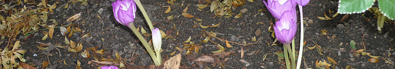 Podzimní výstava skalniček: stylové Colchicum Speciosum Foto: e-Newspeak