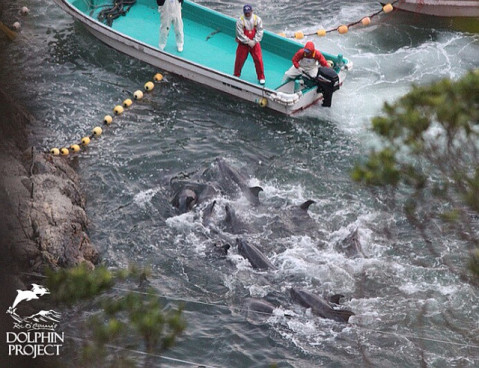Vybíjení delfínů v zátoce Taiji Foto: Dolphin Project, oficiální zdroj