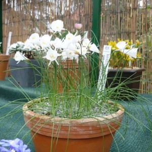 Skalničky_narcisky_Narcissus cantabricus subsp. monophyllus