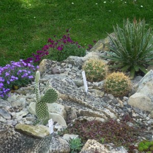 Mrazuvzdorné kaktusy a sukulenty