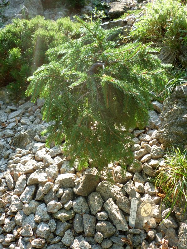 Skalničky: smrček - Picea Abies 'Formánek' Foto: e-Newspeak