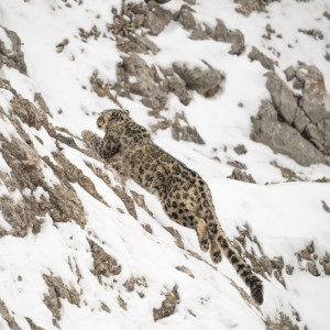 Nikon_Vincent Munier_Snow Leopard (1)