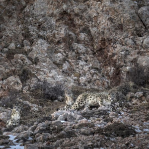 Nikon_Vincent Munier_Snow Leopard (4)