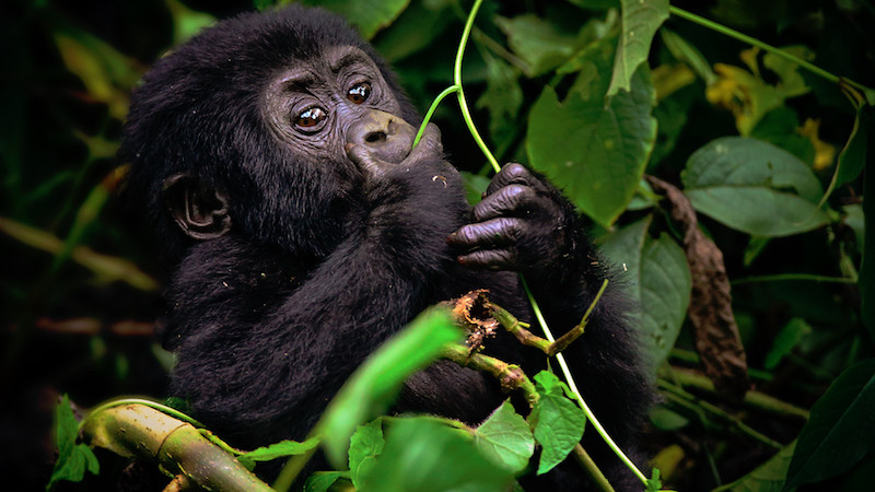 Mládě horské gorily Foto: Go za Gorilou!, oficiální zdroj