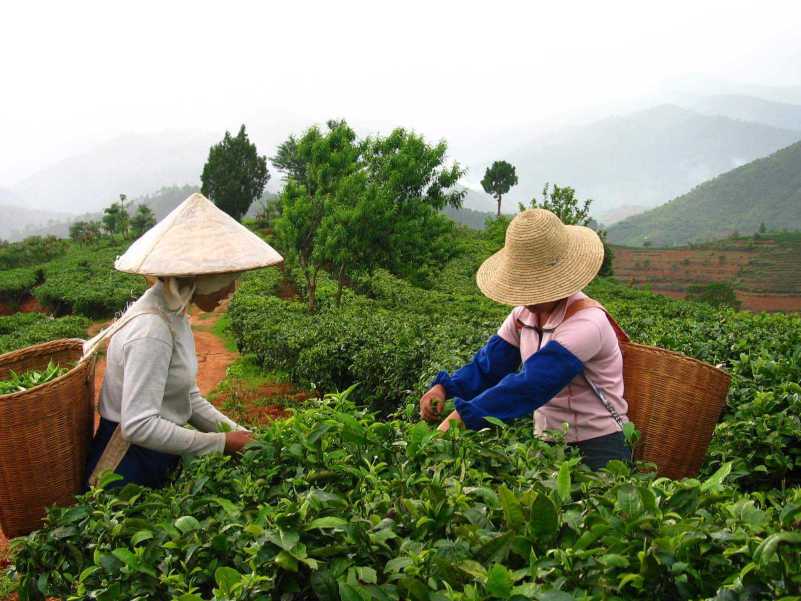 Sklizeň čaje Tea Tang Foto: Čajová zahrada, oficiální zdroj