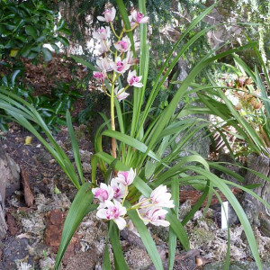 skalničky_orchideje