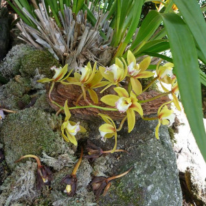 skalničky_orchideje2